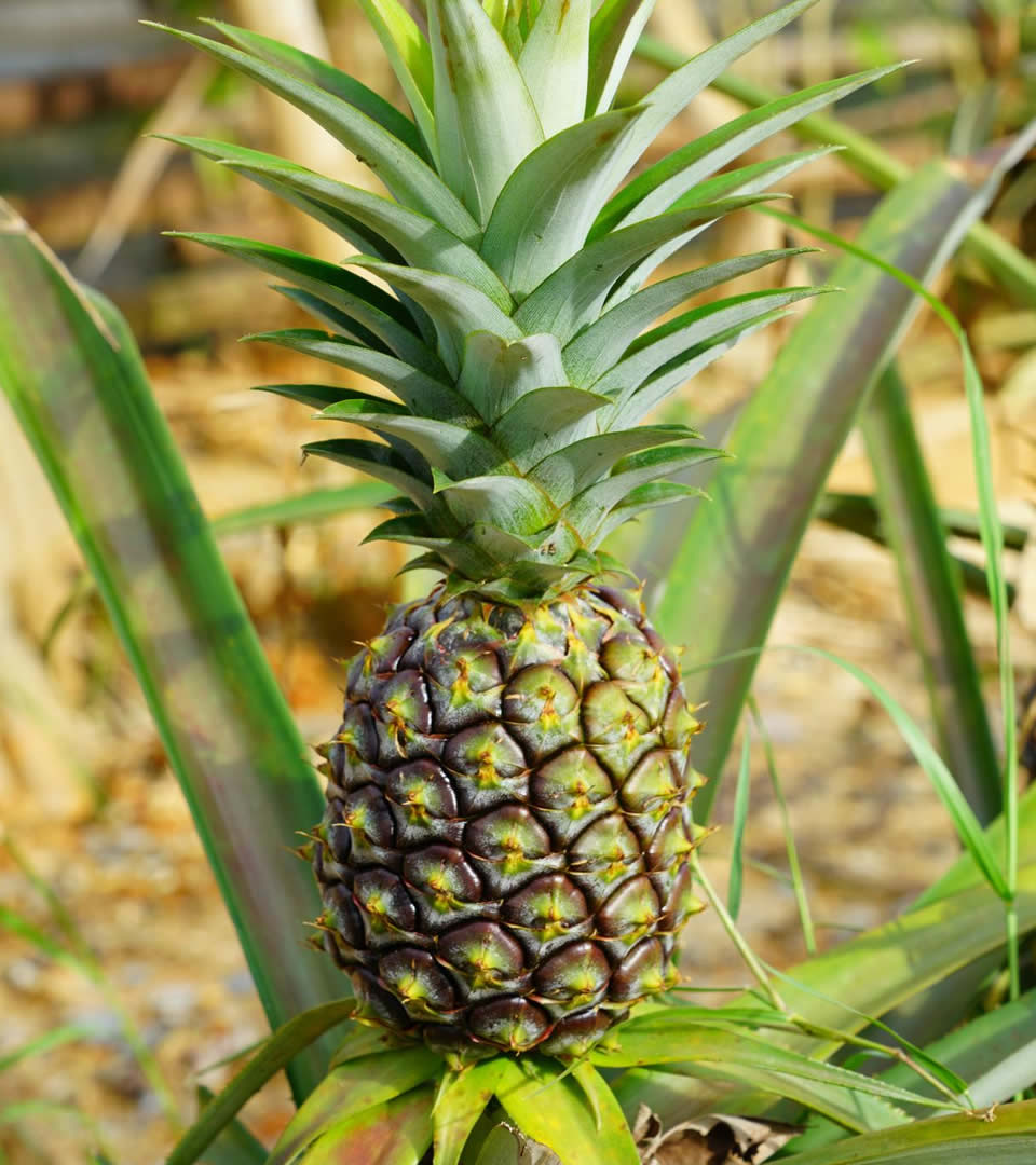 pineapple