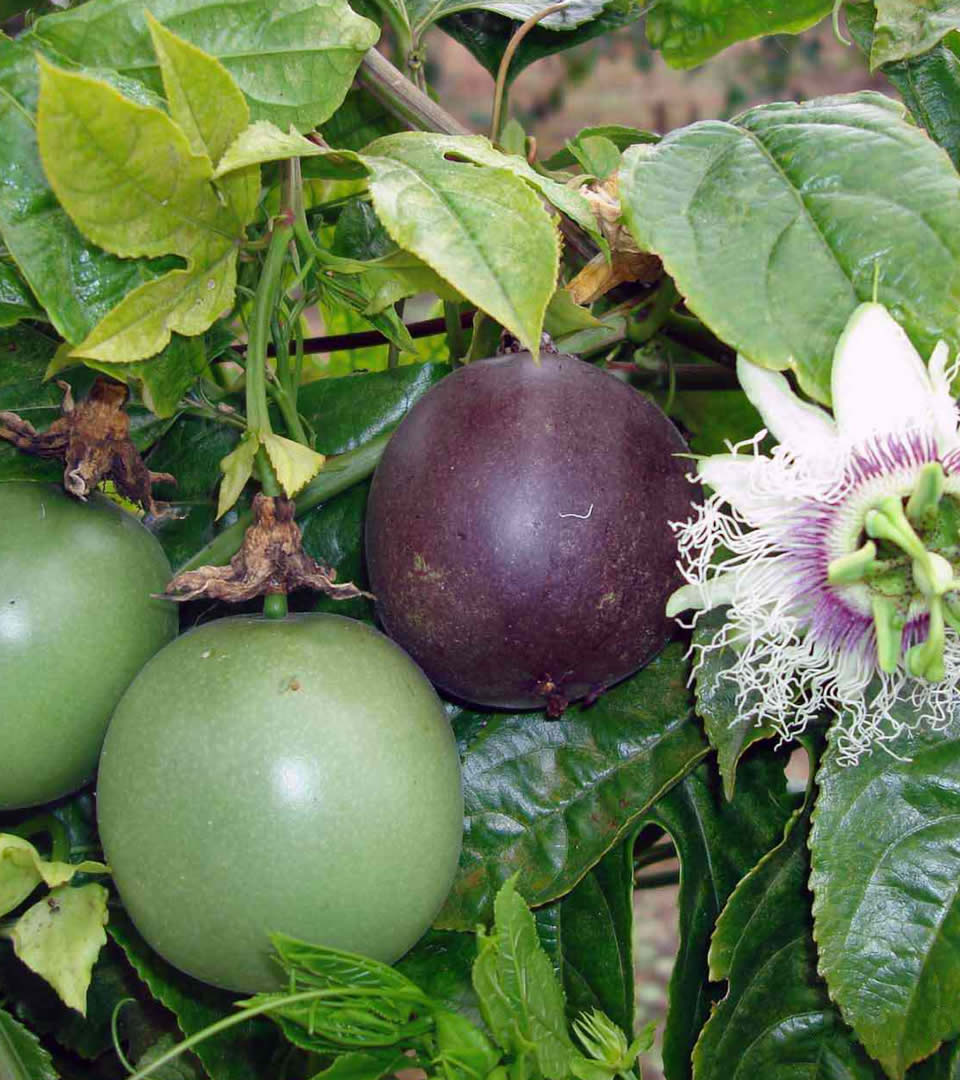 purple passion fruit