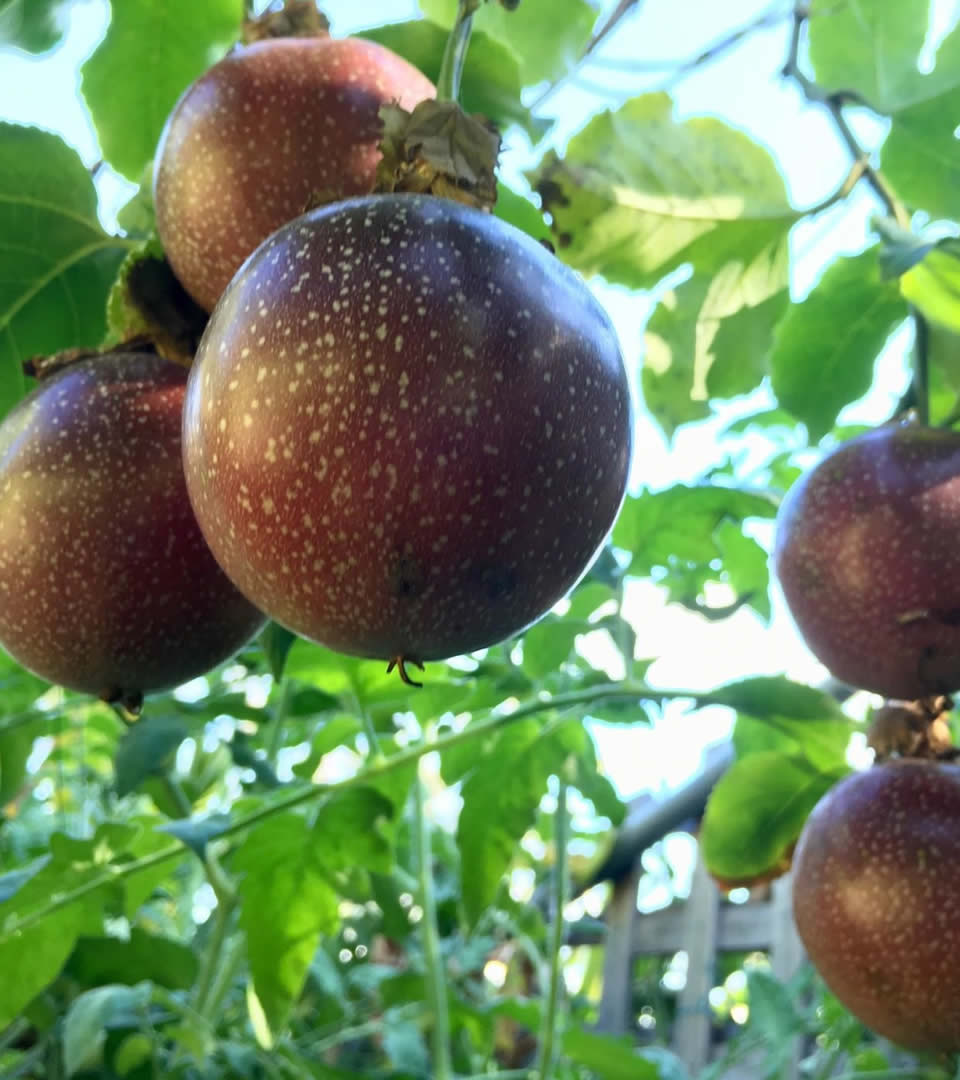 purple passion fruit